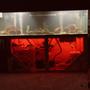 250 gallons freshwater fish tank (mostly fish and non-living decorations) - What do you guys think?