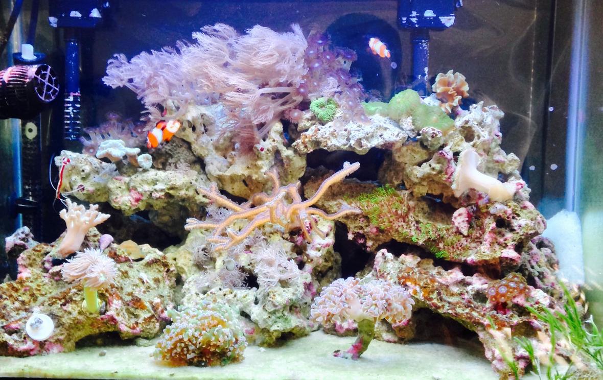 20 gallons reef tank (mostly live coral and fish) - Upclose