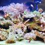 20 gallons reef tank (mostly live coral and fish) - Upclose
