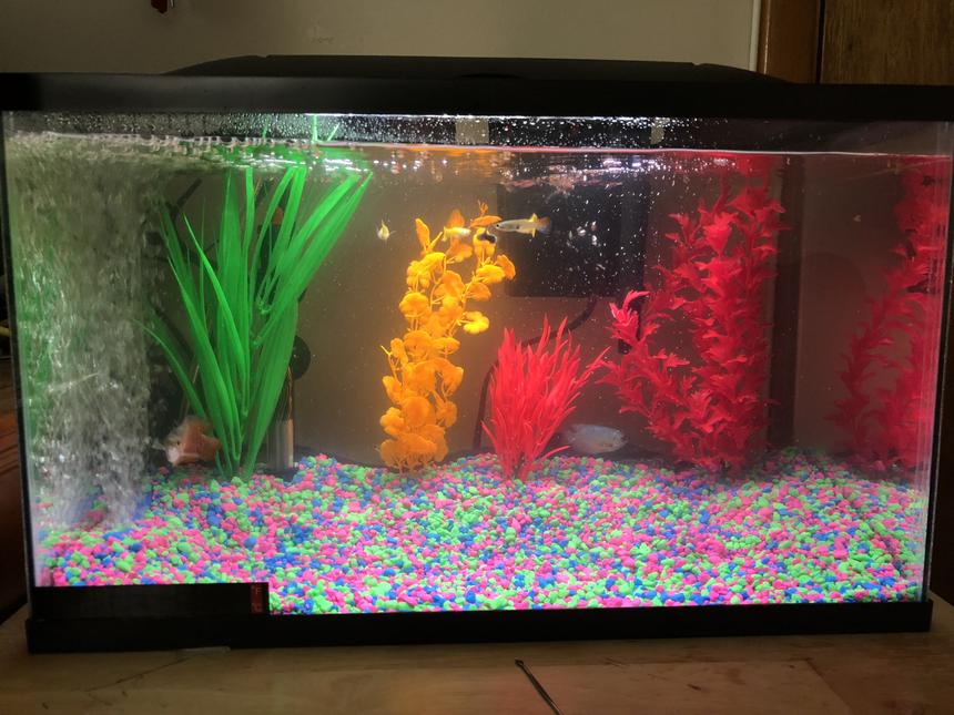 Rated #59: 10 Gallons Freshwater Fish Tank - Tank after 2 days. 10 fish total any input suggested comments welcomed as well