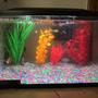 10 gallons freshwater fish tank (mostly fish and non-living decorations) - Tank after 2 days. 10 fish total any input suggested comments welcomed as well