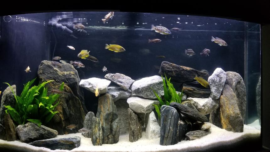 Rated #9: 90 Gallons Freshwater Fish Tank - Our new Peacock tank.
Our African peacock cichlid tank.Tank: 90g bowfront with overflow,  Eshopps R100 refugium, SICCE Voyager 3 Power head Rocks: Talc, limestone and serpentine.Plants: Java fern and vallisneria (hidden behind the big rock near overflow Fish: Firefish peacock, Rubescens peacock, Ethelwynnae peacock, lemon Jake peacock, Blue Orchid peacock, Red Top Lwanda peacock, Sulfur Head peacock, German Red peacock, OB peacock, Albino pink peacock, Taiwan Reef hap, Magnum pleco (L047), Blue phantom pleco (L128), Golden nugget pleco (L018)