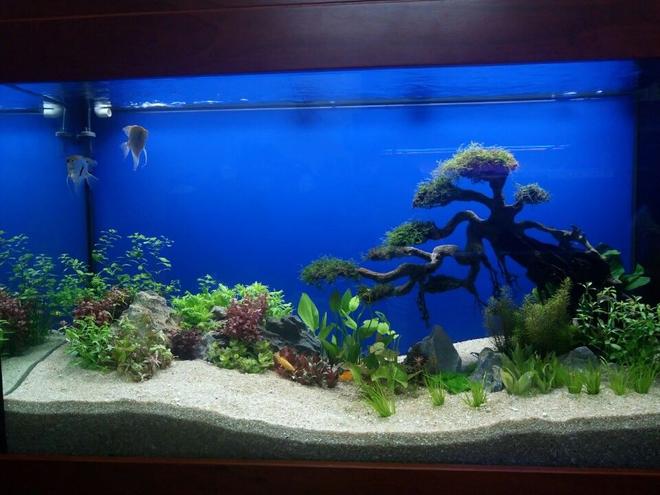 30 gallons planted tank (mostly live plants and fish) - This Tank Is Decorated Using Bonsai Driftwood