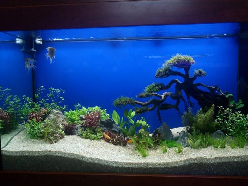 Rated #17: 30 Gallons Planted Tank - This Tank Is Decorated Using Bonsai Driftwood