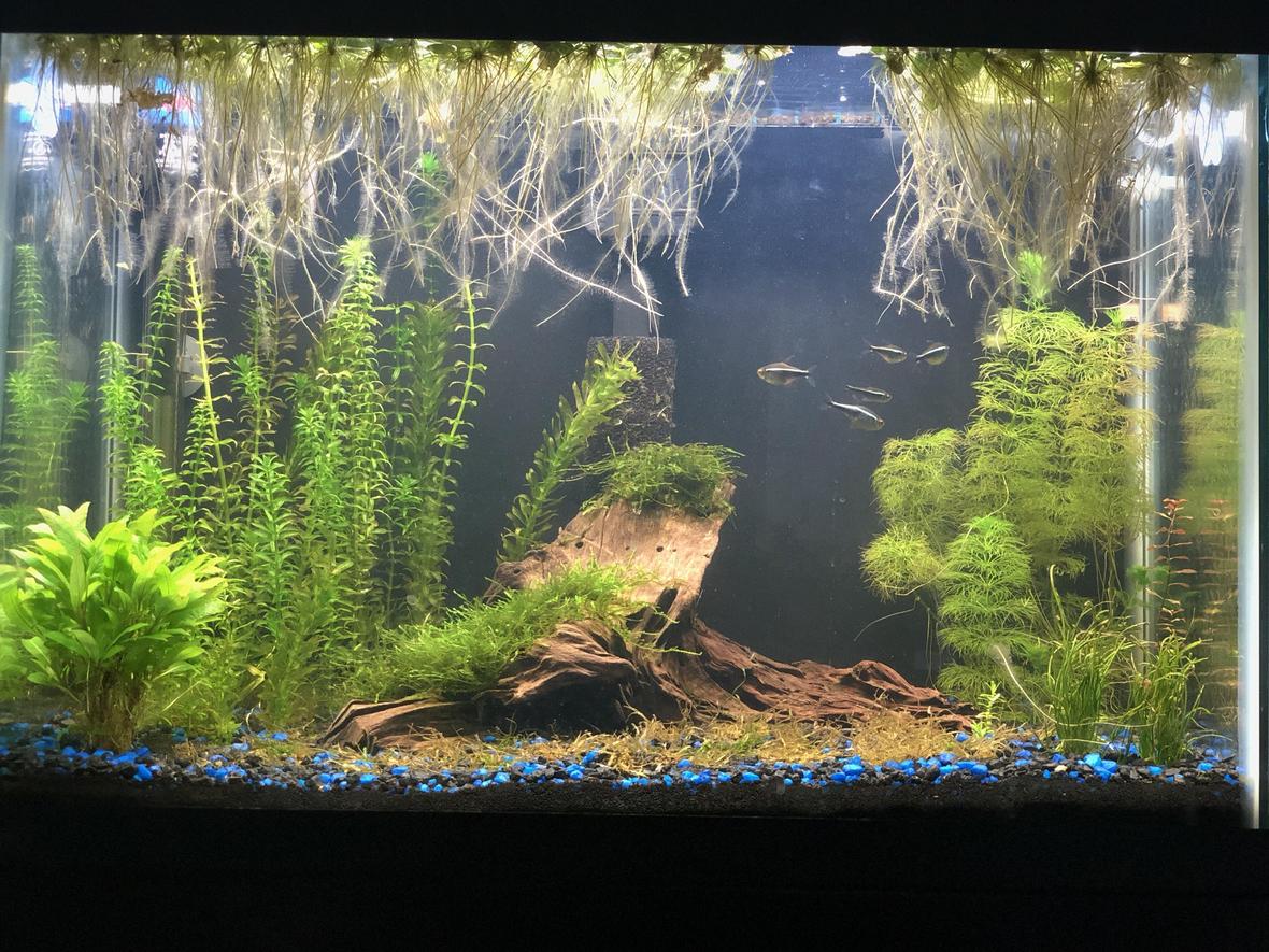 25 gallons freshwater fish tank (mostly fish and non-living decorations) - My first tank, 4 months old