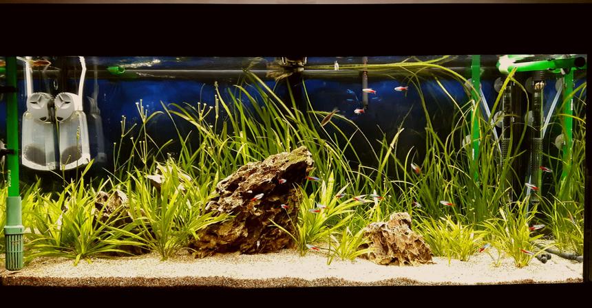 Rated #5: 70 Gallons Freshwater Fish Tank - Juwel Rio 180 L, Co2, LED lights. 2 eheim filters.