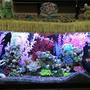 fish tank picture - Tank pic 2