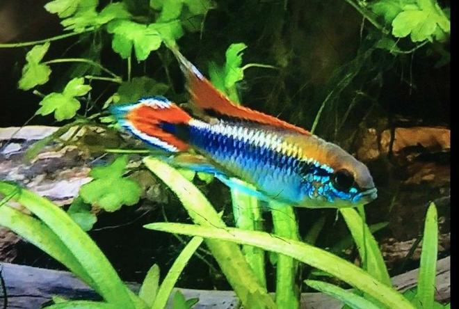 freshwater fish stocking in 36 gallons tank - Double Red Apisto