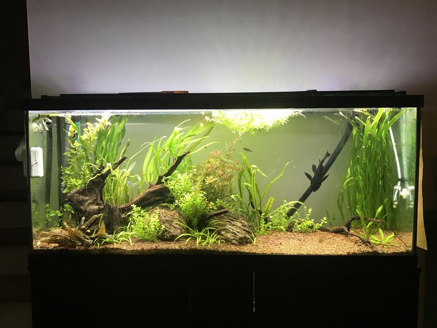 Rated #11: 60 Gallons Planted Tank - 60 Gal, planted tank