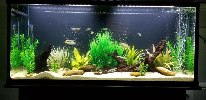Rated #177: 55 Gallons Freshwater Fish Tank - South American cichlid tank.
1 Firemouth (male)
1 Convict (female) 
1 juvenile JD
2 Pictus cats
1 Cory cat
5 Giant Danio
