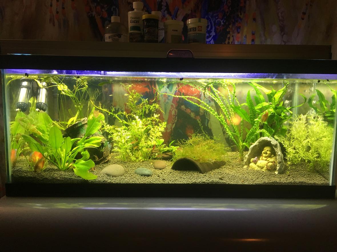 100 gallons freshwater fish tank (mostly fish and non-living decorations) - Dwarf Gourami tank