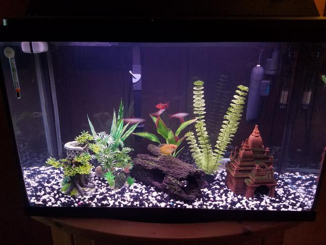 29 gallons freshwater fish tank (mostly fish and non-living decorations) - My 29 gallon. (Work in progress)