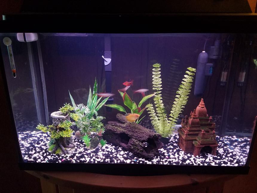 Rated #37: 29 Gallons Freshwater Fish Tank - My 29 gallon. (Work in progress)