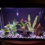 29 gallons freshwater fish tank (mostly fish and non-living decorations) - My 29 gallon. (Work in progress)