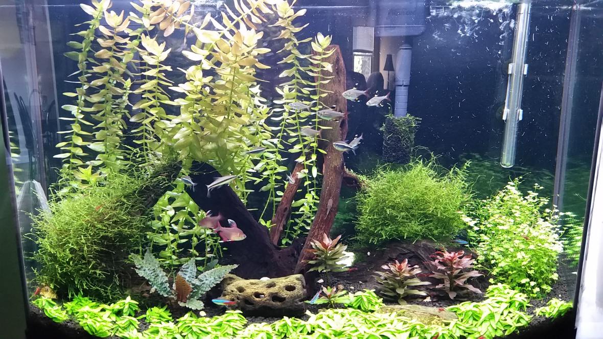 36 gallons planted tank (mostly live plants and fish) - My first planted tank