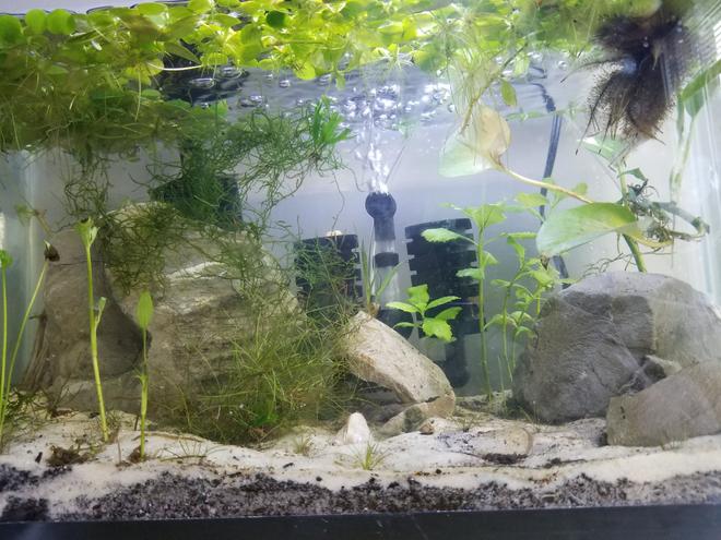 10 gallons planted tank (mostly live plants and fish) - Shrimp tank