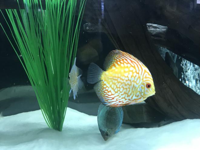 freshwater fish stocking in 125 gallons tank - Pigeon