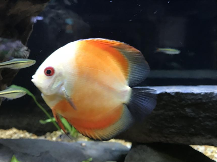 Rated #37: Freshwater Fish Stocking In 125 Gallons Tank - Melon