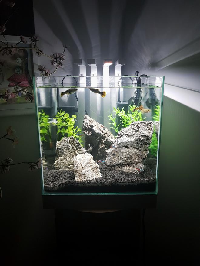 10 gallons freshwater fish tank (mostly fish and non-living decorations) - My daughter's first ever tank!