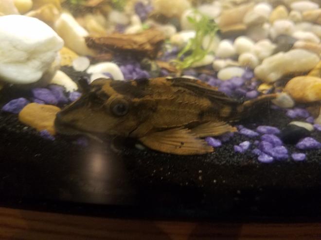 freshwater fish stocking in 48 gallons tank - Rhino pleco