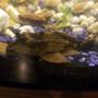 freshwater fish stocking in 48 gallons tank - Rhino pleco