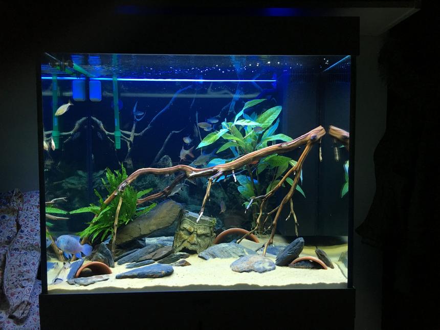 Rated #3: 200 Gallons Freshwater Fish Tank - Current Update