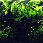 fish tank picture - .