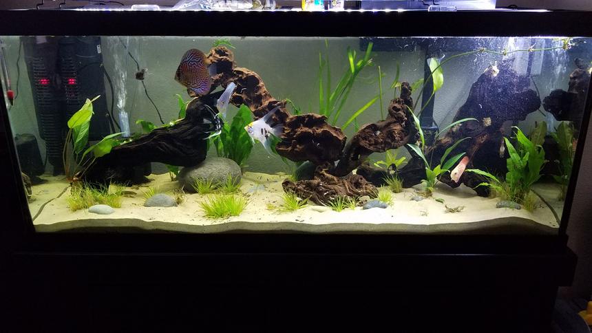 Rated #28: 75 Gallons Planted Tank - My first ever planted tank :)