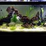 75 gallons planted tank (mostly live plants and fish) - My first ever planted tank :)