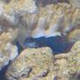fish tank picture - Our Mandarin Goby