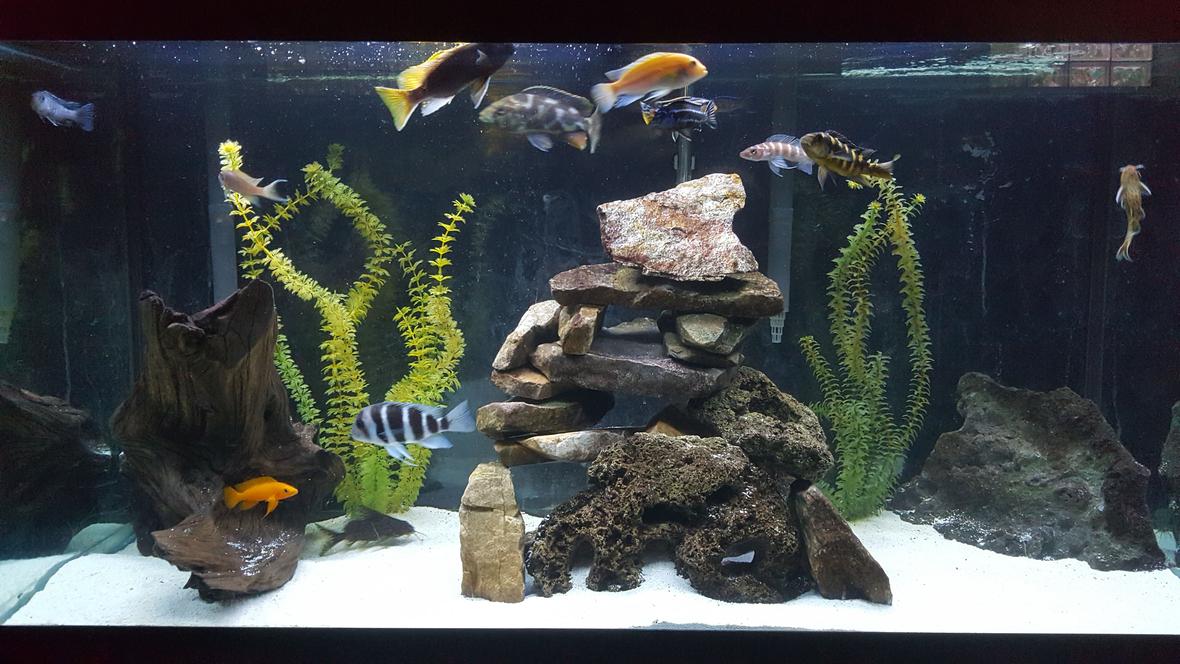 90 gallons freshwater fish tank (mostly fish and non-living decorations) - African Cichlid Tank
