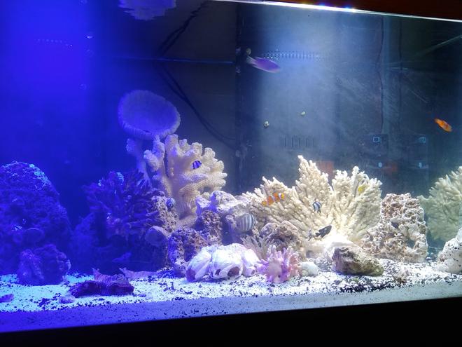 125 gallons reef tank (mostly live coral and fish) - Relaxation at its finest