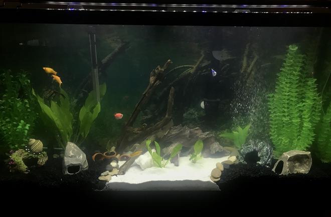 60 gallons freshwater fish tank (mostly fish and non-living decorations) - My Lovely Living Room Aquarium