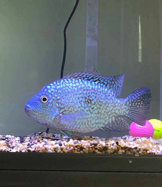 freshwater fish stocking in 40 gallons tank - Texas Cichlid
Tank Size: 40 gallon
Lighting Equipment: Blue & White LED Max 28W
Decorations: Two Colorful Golf Balls, Muti Colour Natural Gravel Mix,