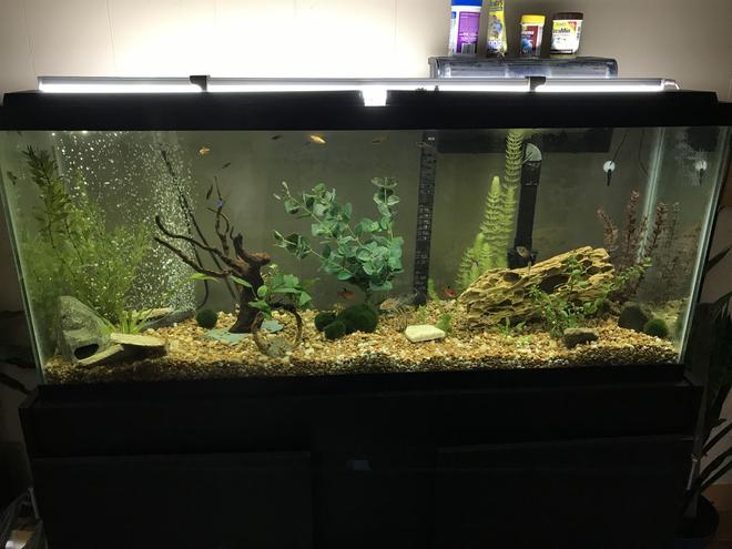 55 gallons planted tank (mostly live plants and fish) - Community tank