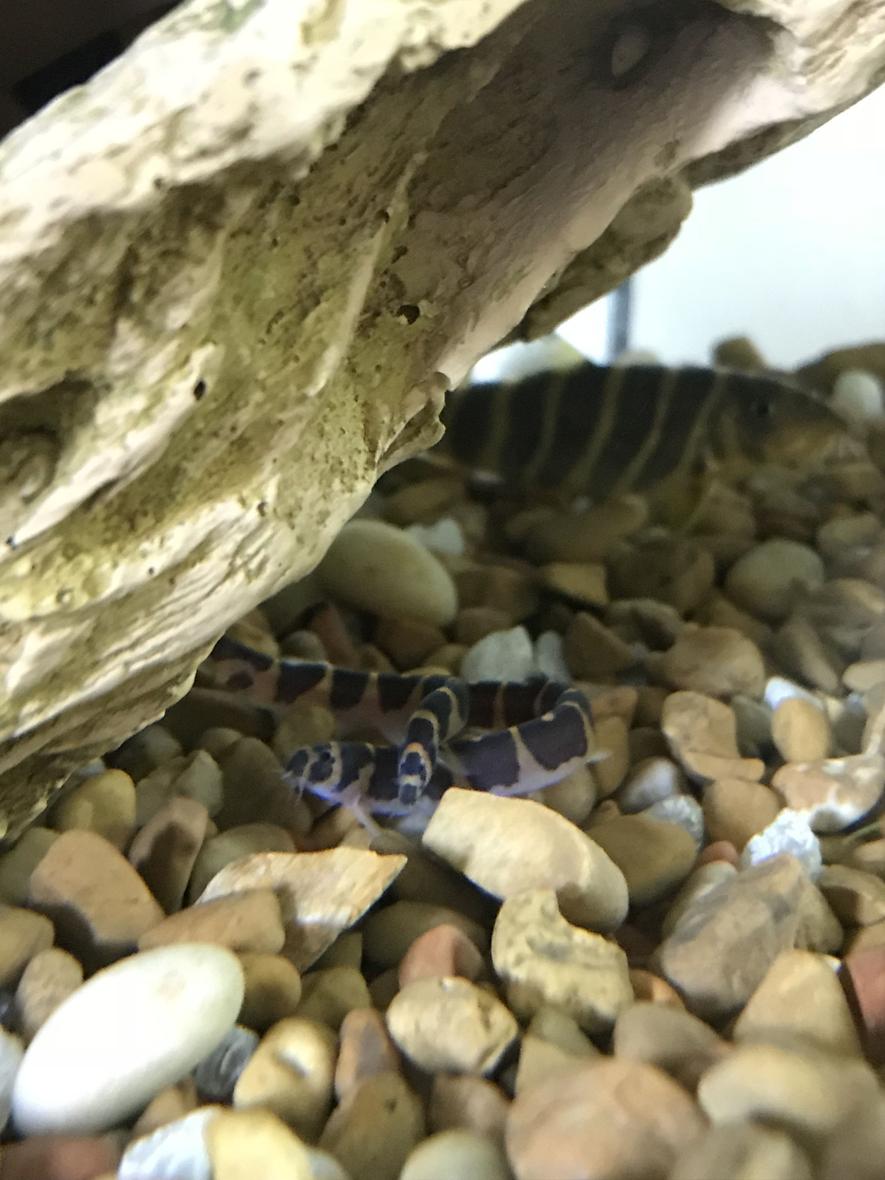 Rated #15: Freshwater Fish Stocking In 55 Gallons Tank - Kuhli loaches