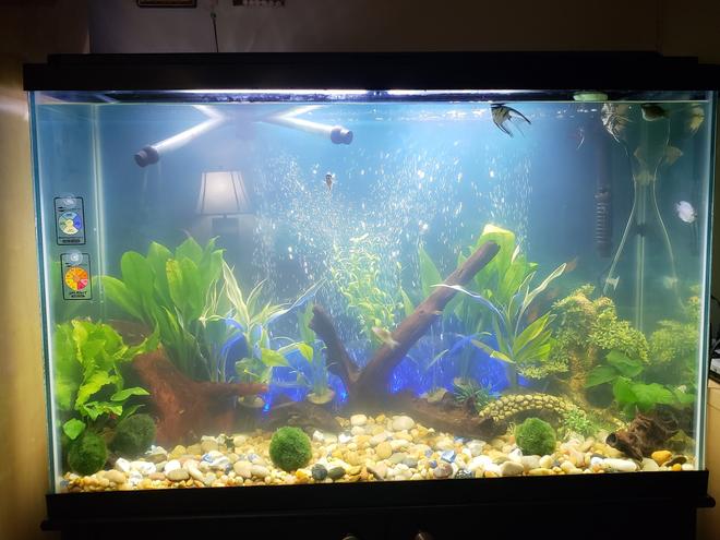 16 gallons freshwater fish tank (mostly fish and non-living decorations) - Freshwater
