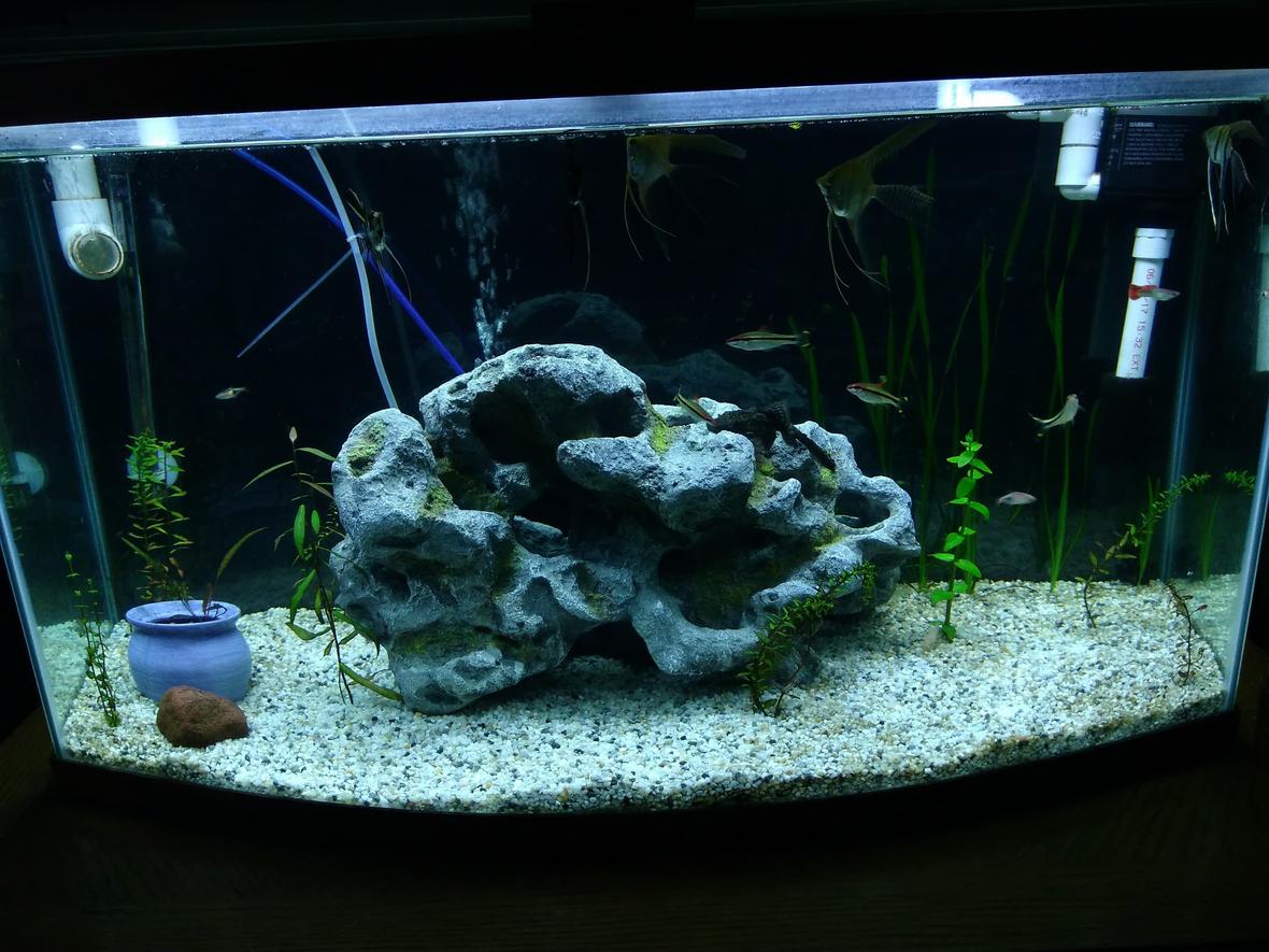 75 gallons planted tank (mostly live plants and fish) - My 46 bow front, newly planted.