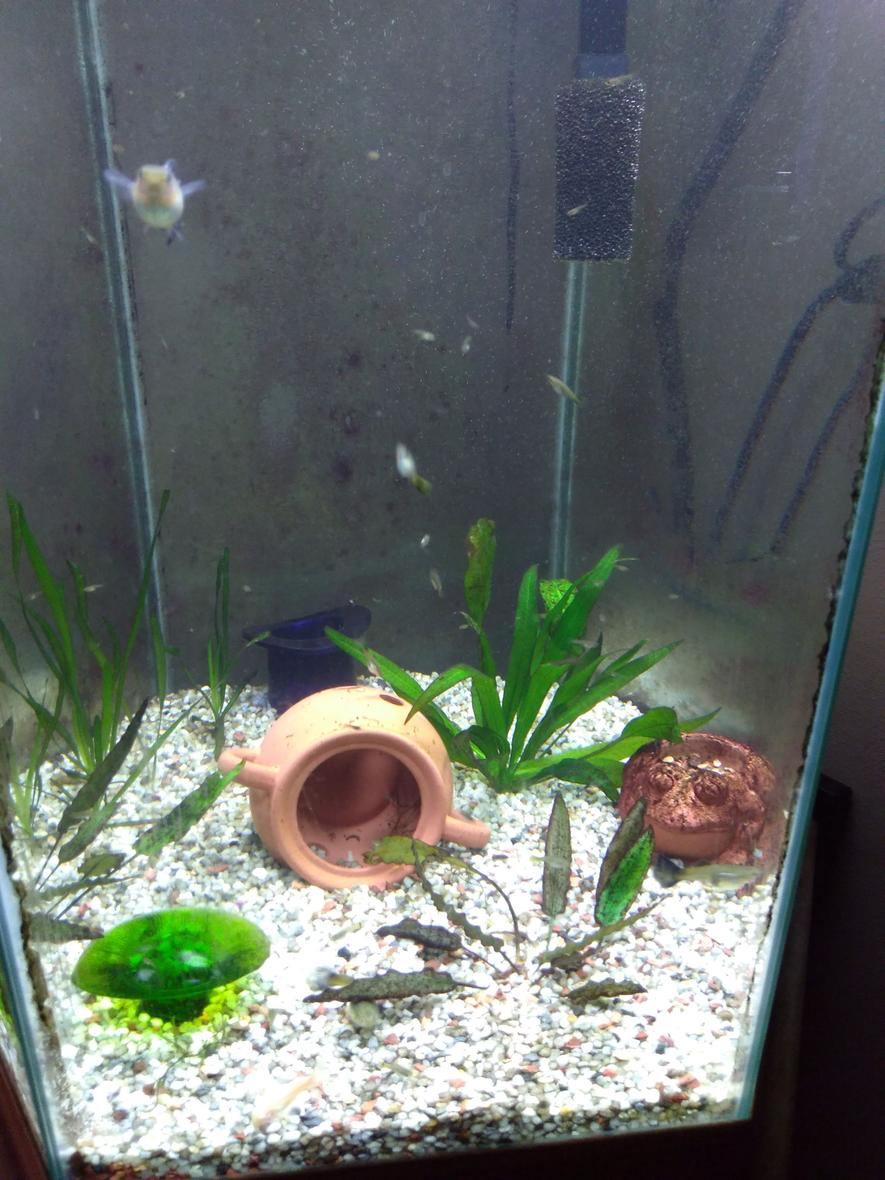Rated #25: Freshwater Fish Stocking In 75 Gallons Tank - Baby guppies