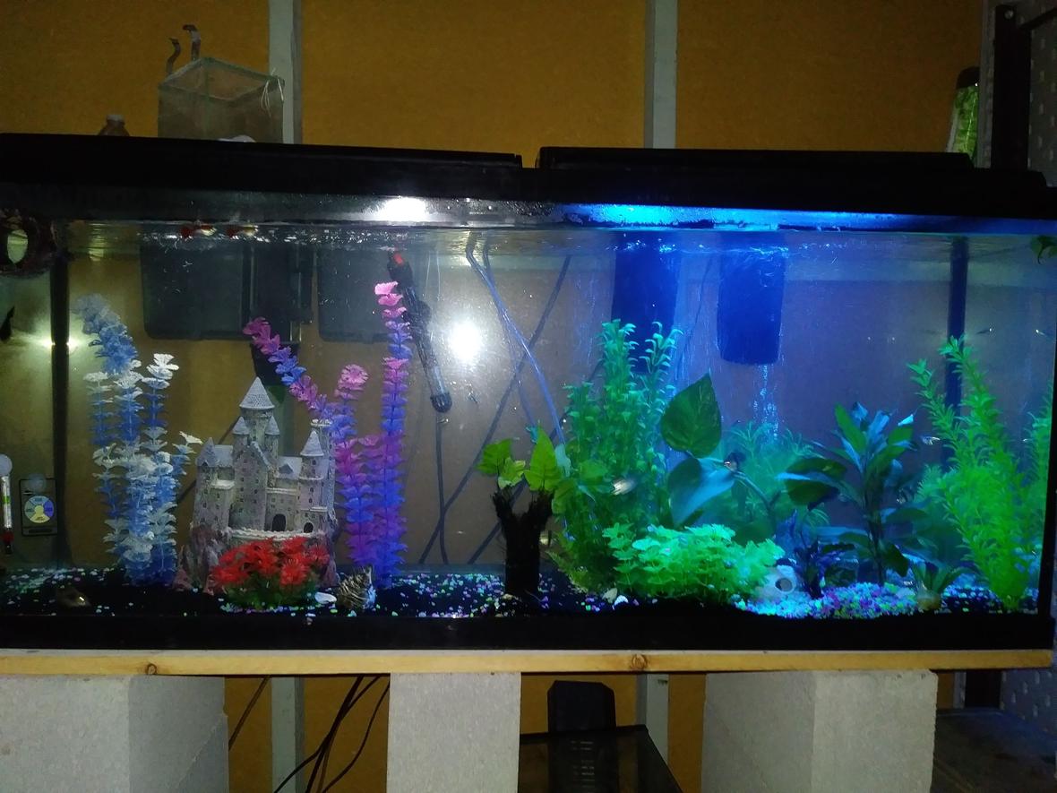 55 gallons freshwater fish tank (mostly fish and non-living decorations) - Half white light half blue