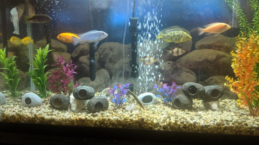 Rated #30: 48 Gallons Freshwater Fish Tank - My tank