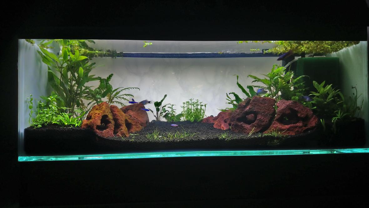 15 gallons planted tank (mostly live plants and fish) - First planted tank set up