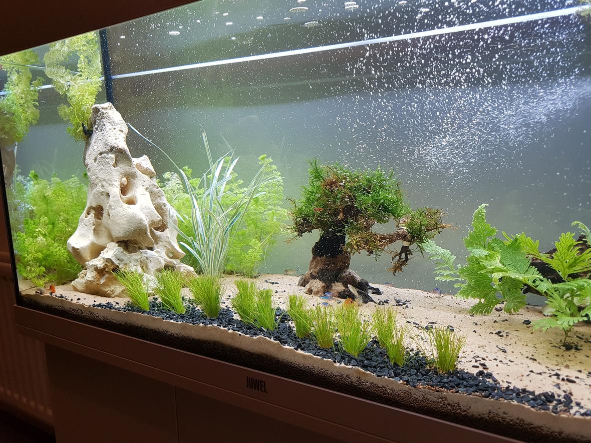 55 gallons freshwater fish tank (mostly fish and non-living decorations) - Working progress