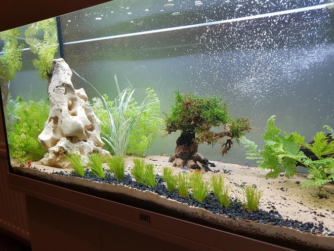 55 gallons freshwater fish tank (mostly fish and non-living decorations) - Working progress