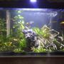 15 gallons planted tank (mostly live plants and fish) - 1 month old
