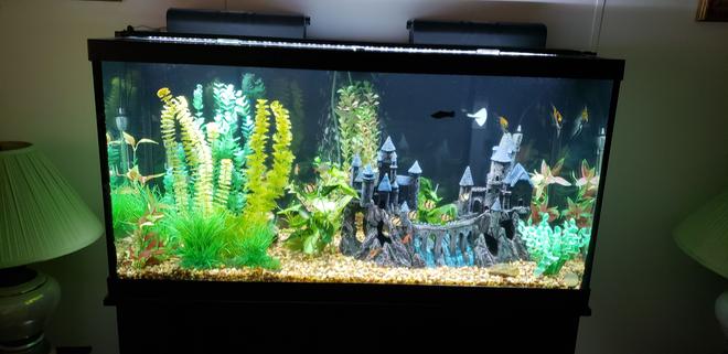 90 gallons freshwater fish tank (mostly fish and non-living decorations) - The Camelot