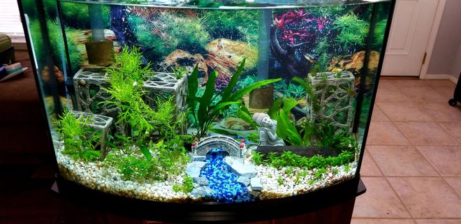 36 gallons planted tank (mostly live plants and fish) - First tank
36G bowfront