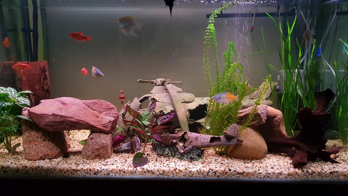 120 gallons planted tank (mostly live plants and fish) - Revised