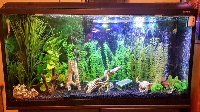 75 gallons freshwater fish tank (mostly fish and non-living decorations) - My 75 gallon freshwater community tank