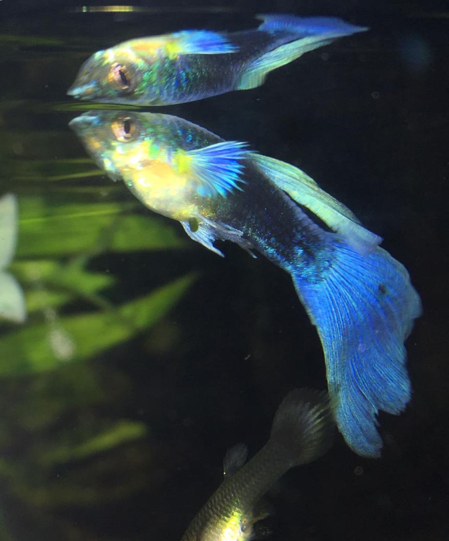 Rated #21: Freshwater Fish Stocking In 30 Gallons Tank - Blue tuxedo guppy